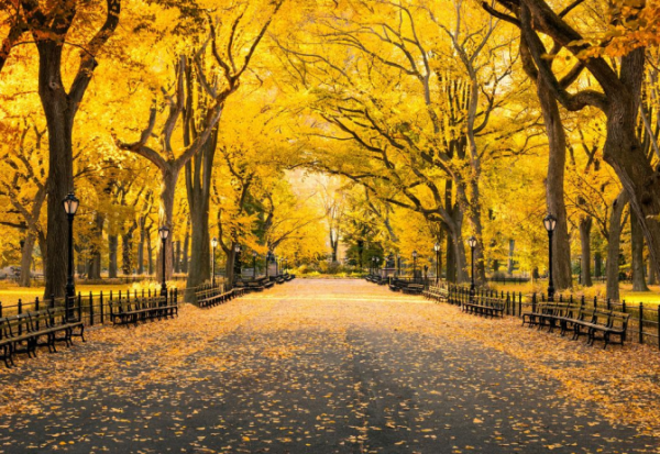 微软必应壁纸 Bing Wallpaper  壁纸软件，可自动切换壁纸